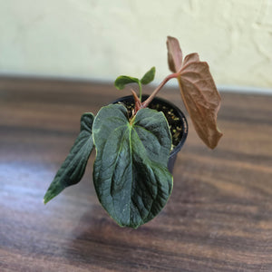 #R48 Anthurium Dark Complex x Luxurians