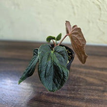 Load image into Gallery viewer, #R48 Anthurium Dark Complex x Luxurians