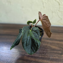Load image into Gallery viewer, #R48 Anthurium Dark Complex x Luxurians