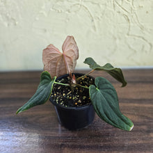 Load image into Gallery viewer, #R48 Anthurium Dark Complex x Luxurians
