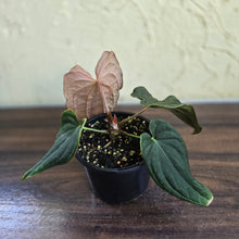 Load image into Gallery viewer, #R48 Anthurium Dark Complex x Luxurians