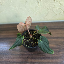 Load image into Gallery viewer, #R48 Anthurium Dark Complex x Luxurians