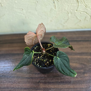 #R48 Anthurium Dark Complex x Luxurians