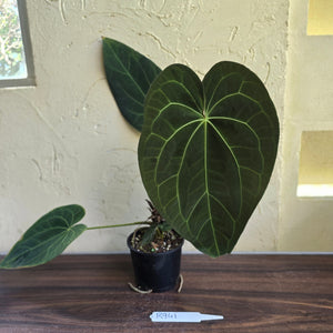 #R941 Large Dark Anthurium NOID - With Pup