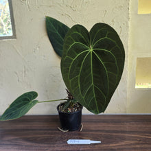 Load image into Gallery viewer, #R941 Large Dark Anthurium NOID - With Pup