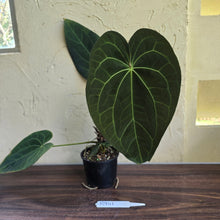 Load image into Gallery viewer, #R941 Large Dark Anthurium NOID - With Pup