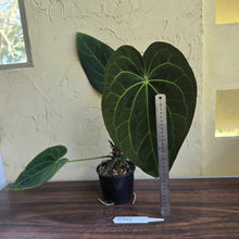 Load image into Gallery viewer, #R941 Large Dark Anthurium NOID - With Pup