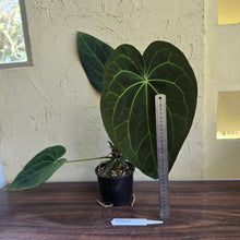 Load image into Gallery viewer, #R941 Large Dark Anthurium NOID - With Pup