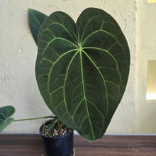 Load image into Gallery viewer, #R941 Large Dark Anthurium NOID - With Pup