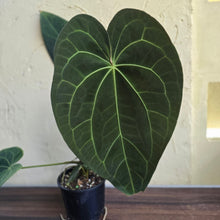 Load image into Gallery viewer, #R941 Large Dark Anthurium NOID - With Pup