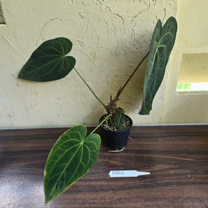 #R941 Large Dark Anthurium NOID - With Pup