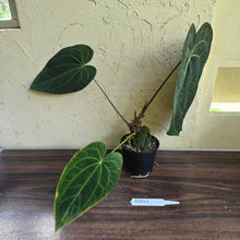Load image into Gallery viewer, #R941 Large Dark Anthurium NOID - With Pup