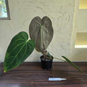 #R941 Large Dark Anthurium NOID - With Pup