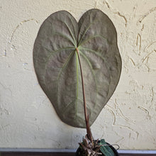Load image into Gallery viewer, #R941 Large Dark Anthurium NOID - With Pup