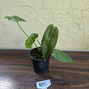 #R112 Philodendron Sharoniae