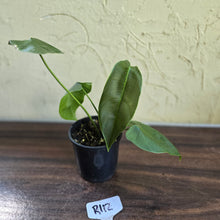 Load image into Gallery viewer, #R112 Philodendron Sharoniae