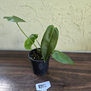 #R112 Philodendron Sharoniae