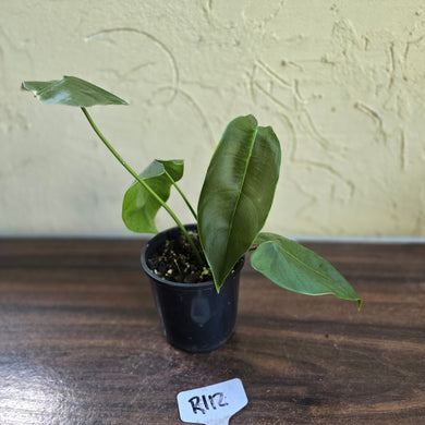 #R112 Philodendron Sharoniae