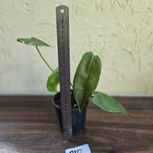 Load image into Gallery viewer, #R112 Philodendron Sharoniae