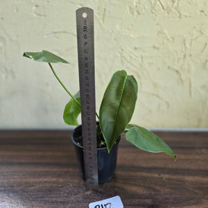 #R112 Philodendron Sharoniae