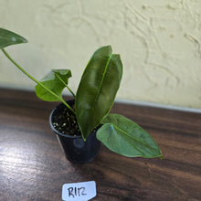 Load image into Gallery viewer, #R112 Philodendron Sharoniae