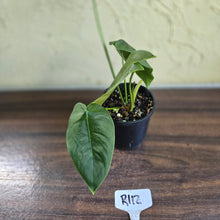 Load image into Gallery viewer, #R112 Philodendron Sharoniae