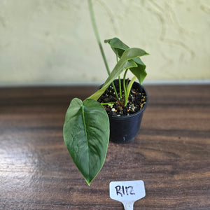#R112 Philodendron Sharoniae