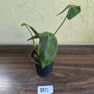 #R112 Philodendron Sharoniae
