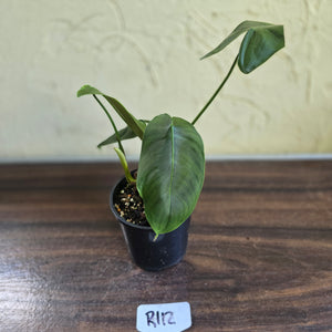 #R112 Philodendron Sharoniae