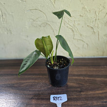 Load image into Gallery viewer, #R112 Philodendron Sharoniae