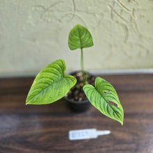 Load image into Gallery viewer, #D729 Philodendron Furcatum