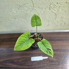 Load image into Gallery viewer, #D729 Philodendron Furcatum