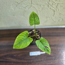 Load image into Gallery viewer, #D729 Philodendron Furcatum