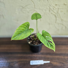 Load image into Gallery viewer, #D729 Philodendron Furcatum