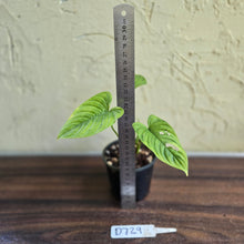 Load image into Gallery viewer, #D729 Philodendron Furcatum