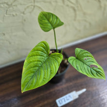 Load image into Gallery viewer, #D729 Philodendron Furcatum