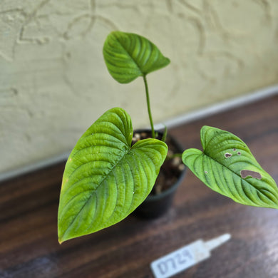 #D729 Philodendron Furcatum