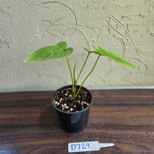 Load image into Gallery viewer, #D729 Philodendron Furcatum