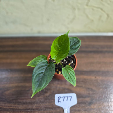 #R777 Philodendron Furcatum