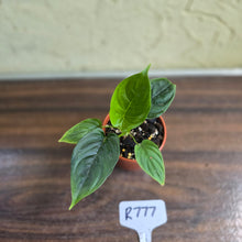 Load image into Gallery viewer, #R777 Philodendron Furcatum