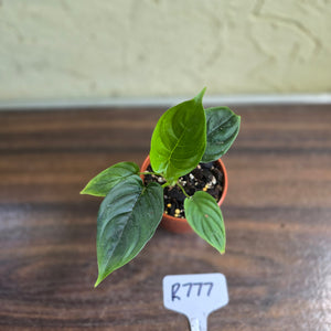 #R777 Philodendron Furcatum
