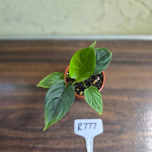 Load image into Gallery viewer, #R777 Philodendron Furcatum