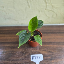 Load image into Gallery viewer, #R777 Philodendron Furcatum