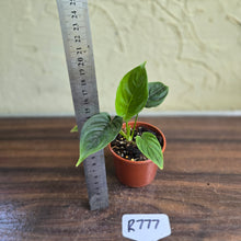 Load image into Gallery viewer, #R777 Philodendron Furcatum