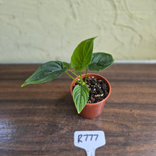 Load image into Gallery viewer, #R777 Philodendron Furcatum