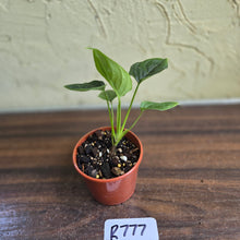 Load image into Gallery viewer, #R777 Philodendron Furcatum