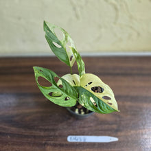 Load image into Gallery viewer, #D458 Variegated Monstera Adansonii