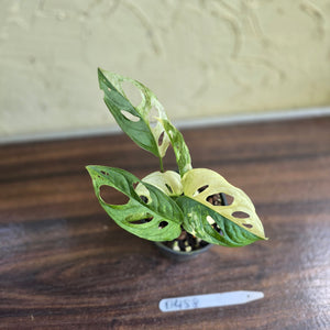 #D458 Variegated Monstera Adansonii