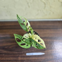 Load image into Gallery viewer, #D458 Variegated Monstera Adansonii