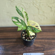 Load image into Gallery viewer, #D458 Variegated Monstera Adansonii